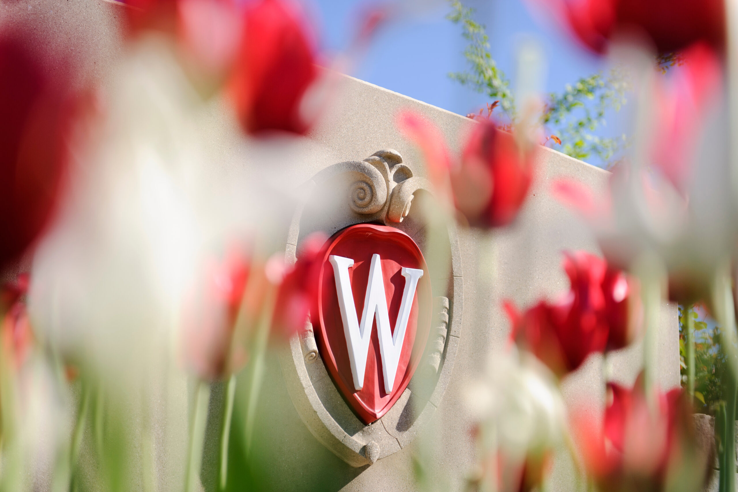 Flowering red tulips frame an ornate W crest icon that is a part of a landscaped roundabout at Observatory Drive and Walnut Street at the University of Wisconsin-Madison during spring.